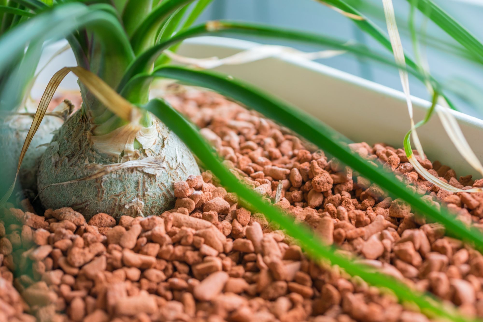 The Best Indoor Growing Medium